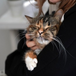 a kitty in someone's arms